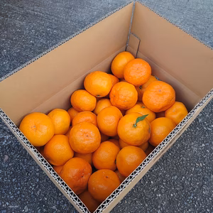 【訳あり】大玉「ゆら早生」 5㎏