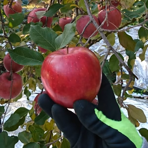 ☆シナノスイートＳＳサイズ☆いいこと沢山♪小玉スイート♪ 