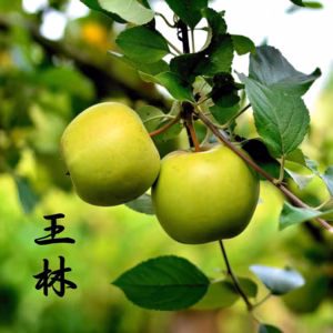 採れたて 王林 りんご りんご 青リンゴ スムージー 甘い