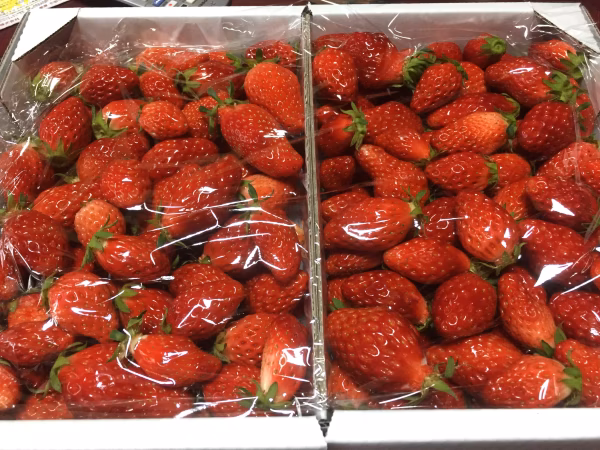 ジャム用 あきひめ 1.8kg 石垣イチゴ