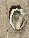宮崎めいつ俺の岩牡蠣