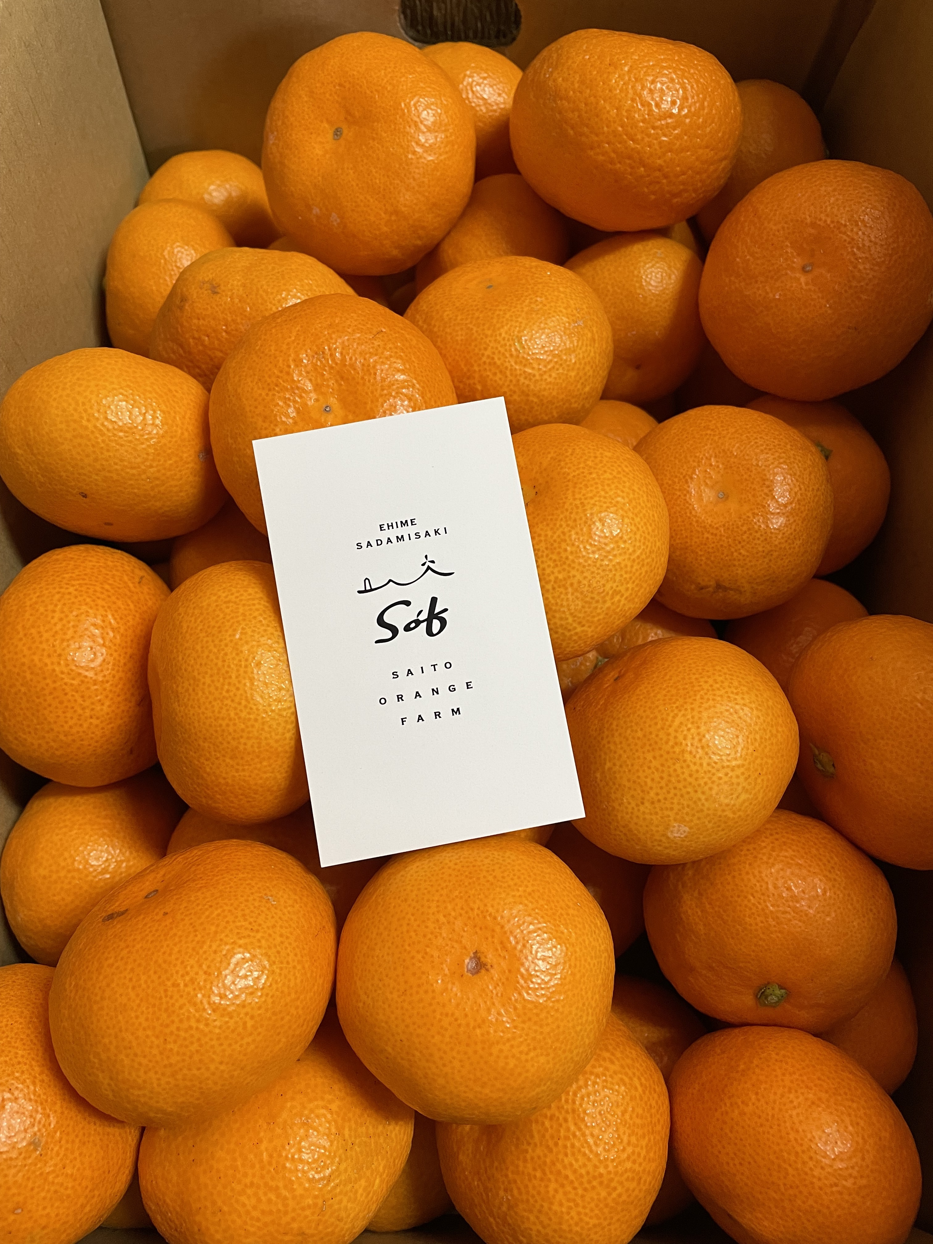 南柑20号の産直通販・お取り寄せ商品｜ポケットマルシェ｜産地直送で旬