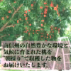 ももももぅ！　先着30箱！　南信州産『あかつき』