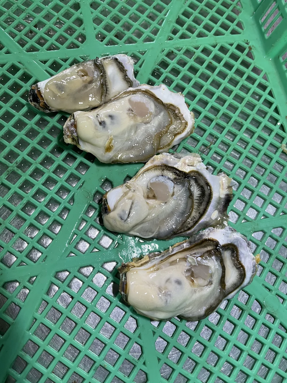 【お得品】海峡牡蠣（一口サイズ）