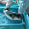 天然淡路島の漁師のお魚しゃぶしゃぶセット