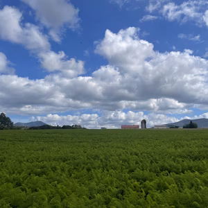 Ｊ-GAP認証農園【北海道羊蹄産】旬の野菜3種セット