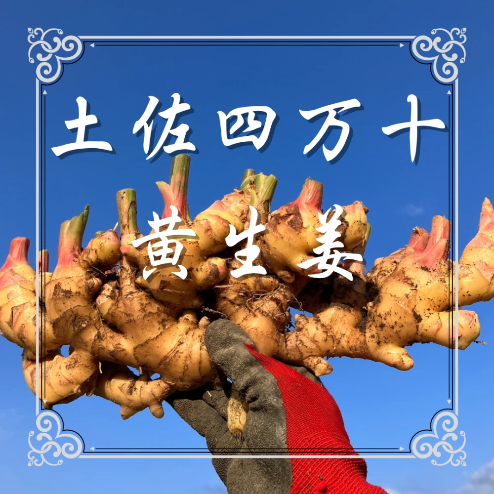 高知 土佐四万十黄生姜【栽培時農薬・化学肥料不使用】