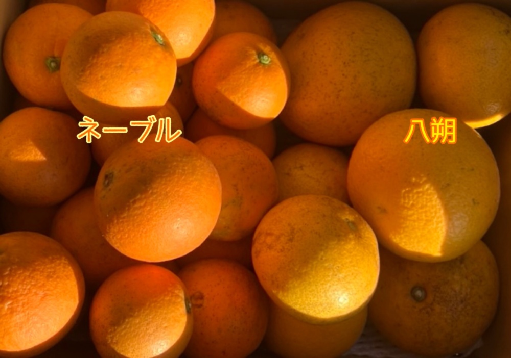 家庭用・無農薬】ネーブル・八朔食べ比べセット 合計5kg/箱｜みかんの