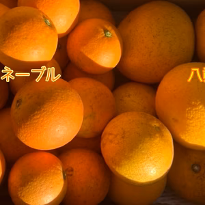 【家庭用・無農薬】ネーブル・八朔食べ比べセット 合計5kg/箱