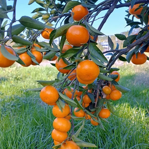 完熟岸和田みかん（訳あり）多少傷あり