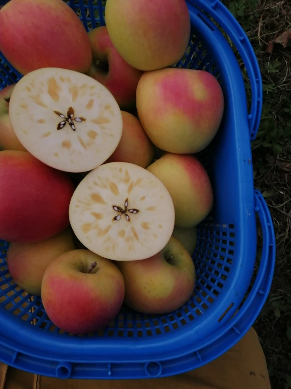 特別栽培りんご「ぐんま名月」家庭用