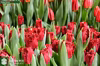 【小さな 超希少品種 新潟のチューリップ】フリル レッド色 ベルサーチ １０本
