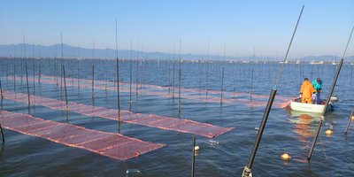 海苔養殖の仕事④｜種付け解禁・海苔師の正月ばい