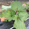 【自然栽培】レッドルバーブ★農薬・肥料不使用 全国一律送料 | Rhubarb