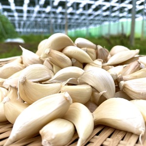 【通常価格】ほくほくで甘い国産の半生にんにくバラ（１kg） 保存も楽々♪