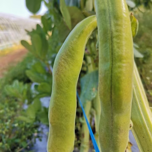島育ちの元気なそら豆! さや付き２kg
