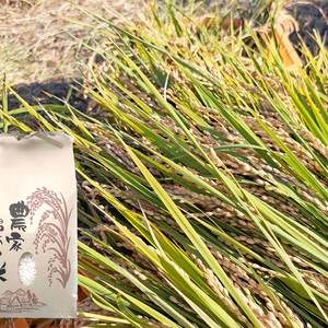 炊き上がり真っ白なお米！【奈良県産の白米】農薬不使用・化学肥料不使用！