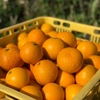 【熱海産♨農薬不使用】《ワケ有り！》“紅”ニューサマーオレンジ 約4kg
