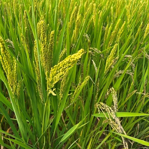 【農薬・肥料不使用】令和七年産　正信　白米