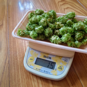 ホップ 食用やお茶、リース素材に（レターパック）