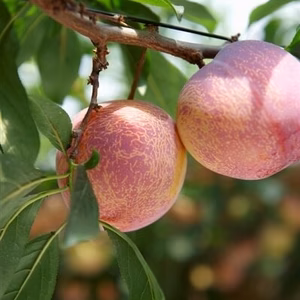【７月収穫・１箱約1.8kg10玉前後】別格のすもも！「貴陽」山梨県南アルプス産