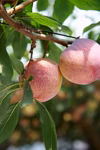 【７月収穫・１箱約1.8kg10玉前後】別格のすもも！「貴陽」山梨県南アルプス産