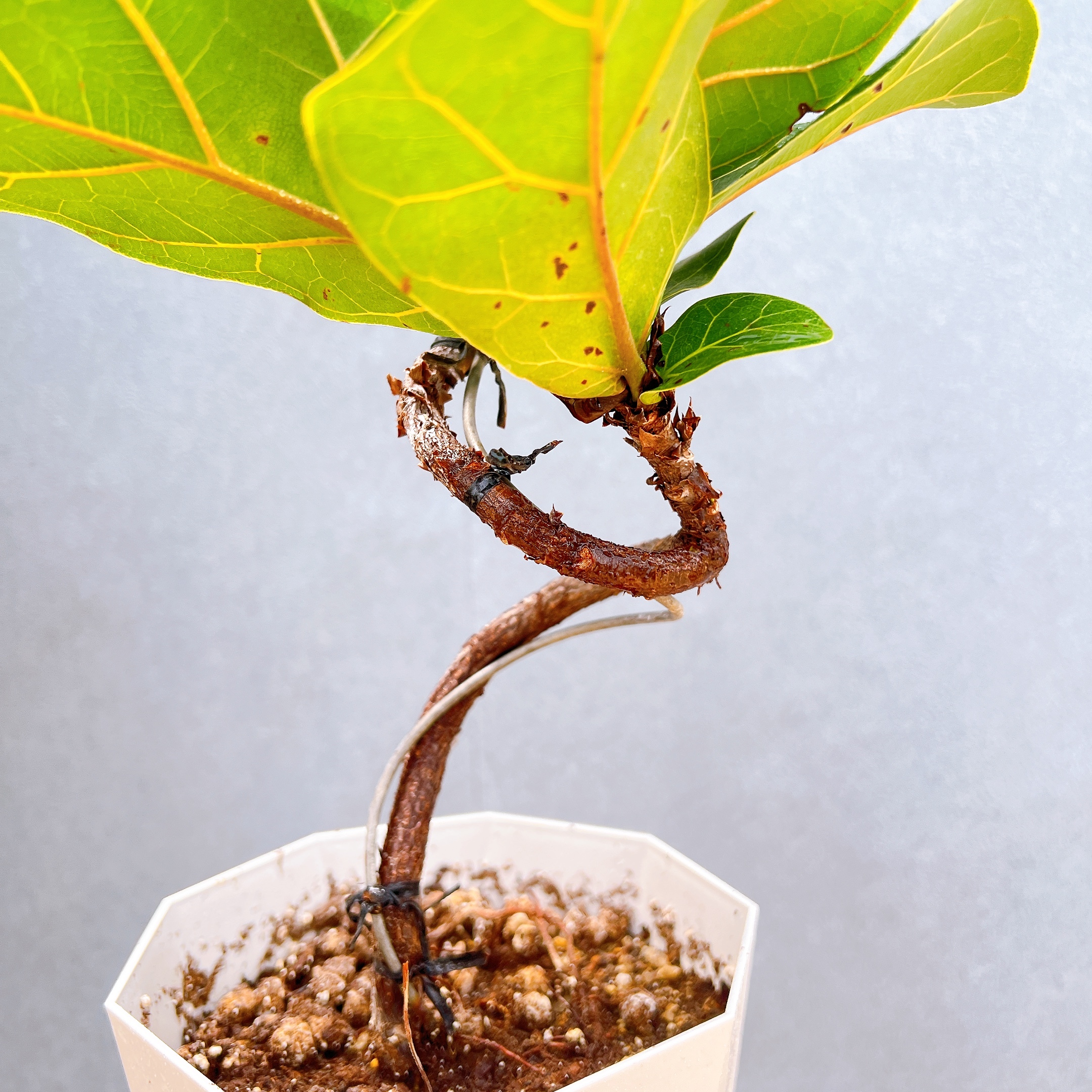 現品 カシワバゴム 柏葉ゴム バンビーノ リナータ 24番 インテリア