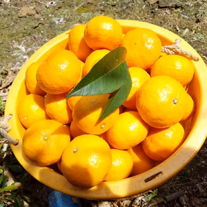 5月濃厚カラマンダリン（サイズ混合)【熱海・湯河原】
