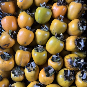 干し柿用、渋柿　栽培期間中、農薬、化学肥料、不使用　3.5kg