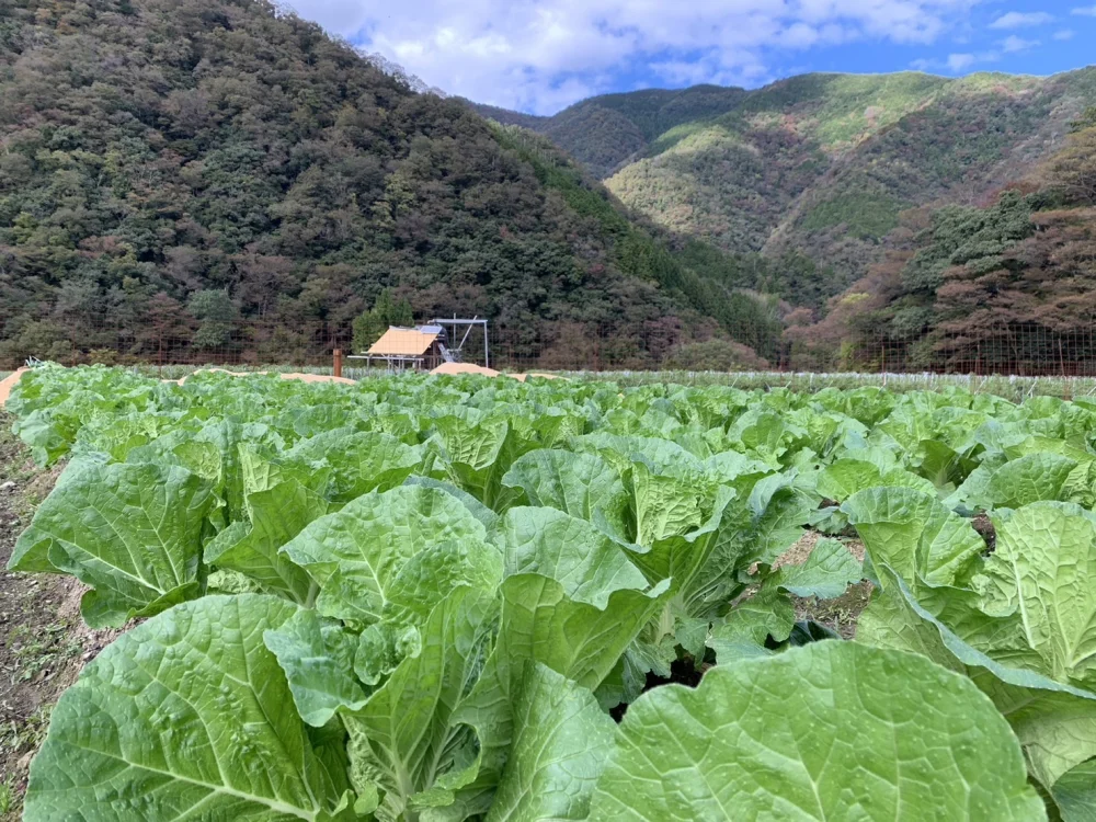【越冬白菜のお届けに参りました。】　≪雪国で育まれた水分・甘みたっぷりの白菜≫　