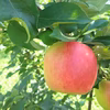【数量限定】シャキッと歯ごたえのいい夏りんご 紅みのり　3kg
