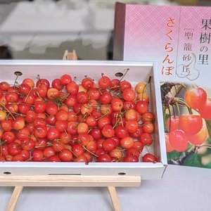さくらんぼ【佐藤錦】１ｋｇ