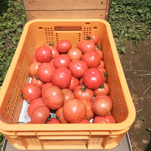 かまちゃん農園の「トマトたっぷりセット」おまけ付き❣
