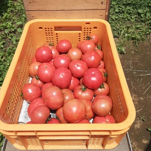 かまちゃん農園の「トマトたっぷりセット」おまけ付き❣
