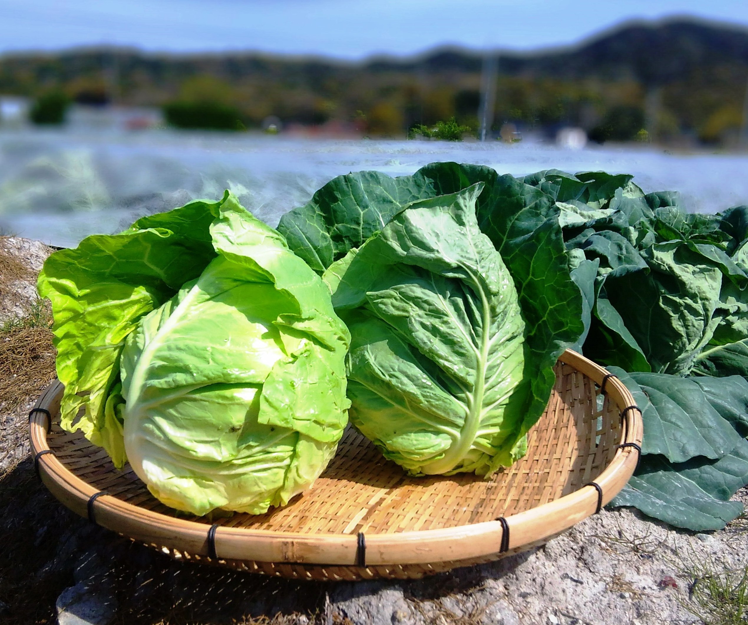 数量限定 農薬不使用（無農薬）栽培柔らかく美味しい春キャベツの