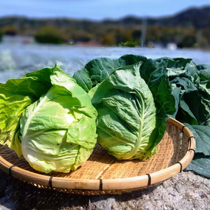 【おすすめ商品】農薬不使用（無農薬）栽培柔らかく美味しい春キャベツのセット