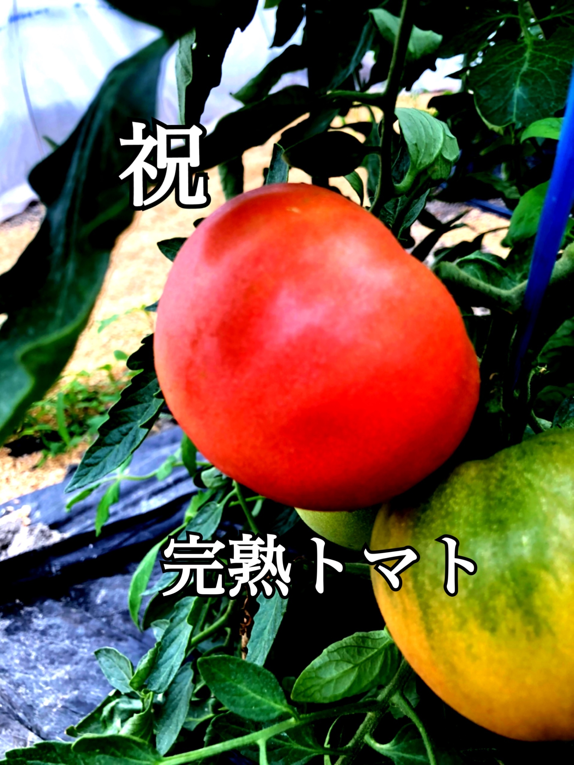 熊本県熊本市｜kado-farm｜馬原真梨子さんの生産者プロフィール