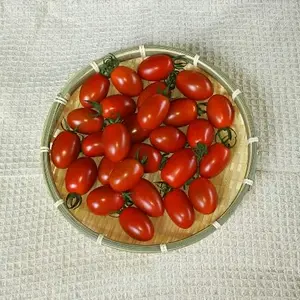 ＪＡＳ認証・有機栽培のミニトマト「アイコ」　500ｇ