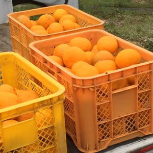 まるごと使える 自然栽培の甘夏