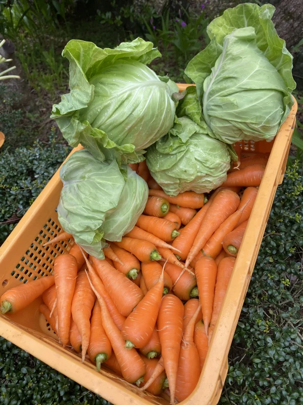 カラダが喜ぶ!!旬のお野菜セット9～10種類【おまかせ80】｜野菜の商品