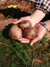 ☆大分県産原木しいたけ1kg☆ステーキなどに!(冷蔵)