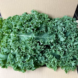 【鹿児島産】甘塩カリーノケール箱込み2キロ^_^