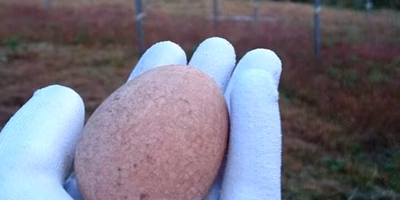 日齢202日。初卵が産まれました！！