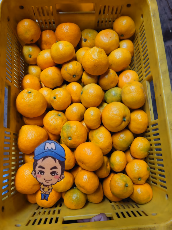 月末終了!1度でいいから食べてみて♪ まーくん家のみかん