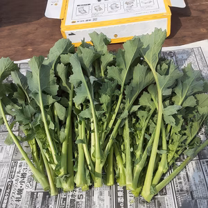 ちゃあ様専用出品【ルッコラの花芽＆のらぼう菜】のセット❣　箱に入るだけ❕