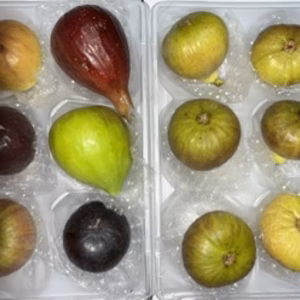 　本日の朝市❗️世界のイチジク食べ比べセット&ロードス