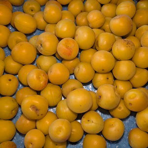 こだわり南高梅（薄黄色）硬め　キズ汚れあり