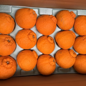 【数量限定】今が旬！有田の完熟しらぬひ（デコポン）5kg（15玉)