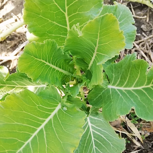 コラードケール