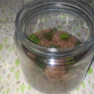 【限定】【苔テラリウム】【直径約９cmガラスポット蓋はプラスチック】【内容量１ヶ